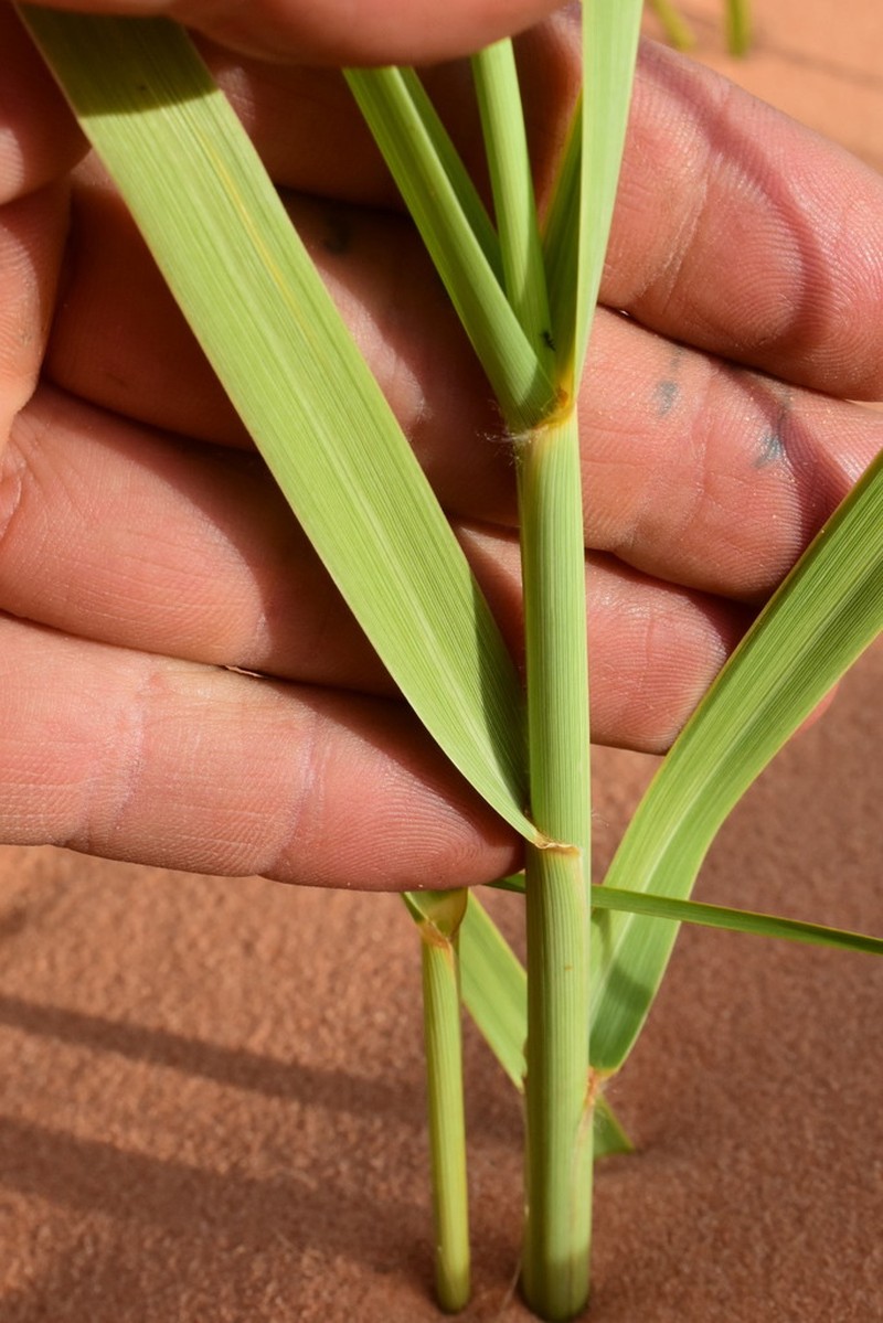 Giant Sandreed photo 8
