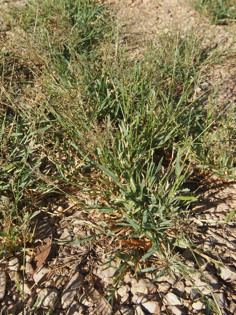 Sporobolus australasicus