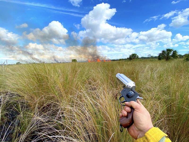 Sand Cordgrass
