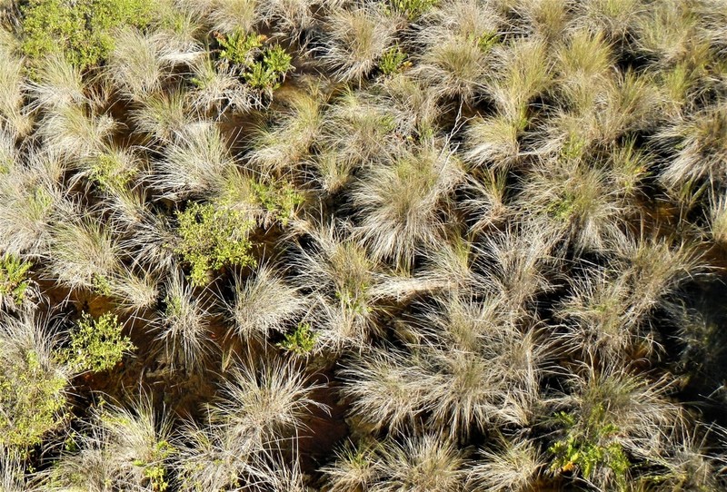 Sand Cordgrass photo 2