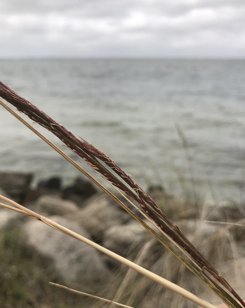 Sand Cordgrass photo 3