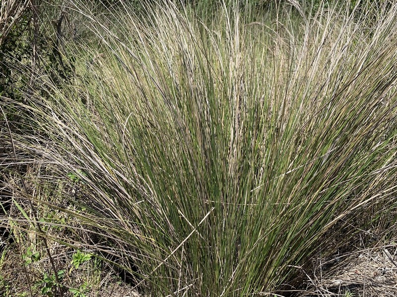 Sand Cordgrass photo 4