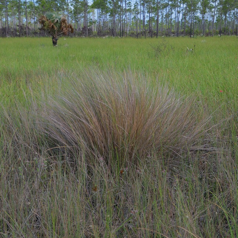 Sand Cordgrass photo 5