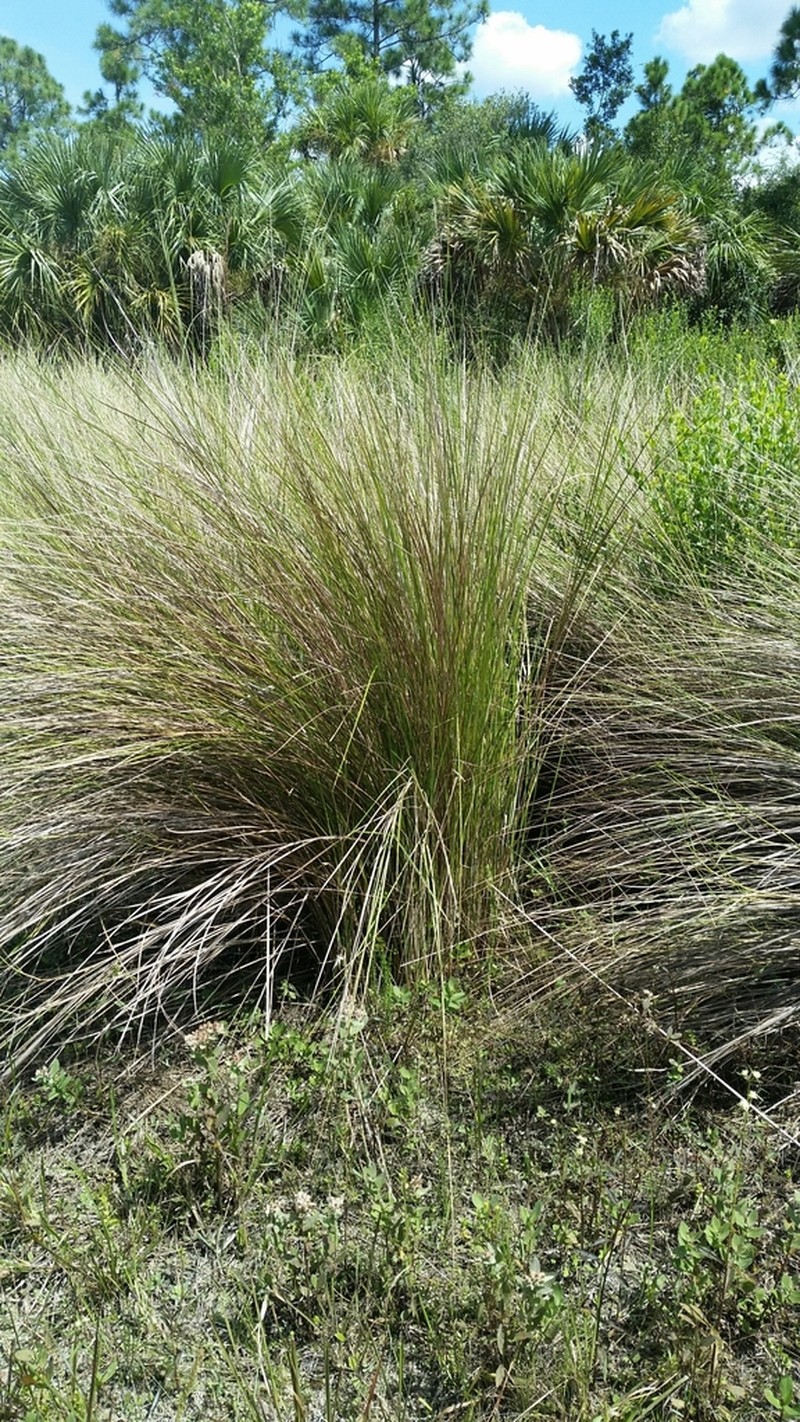 Sand Cordgrass photo 6