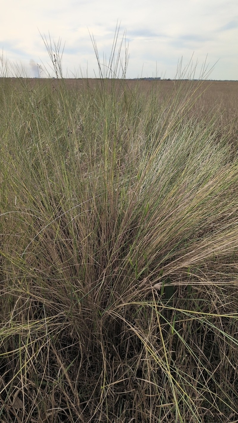 Sand Cordgrass photo 7