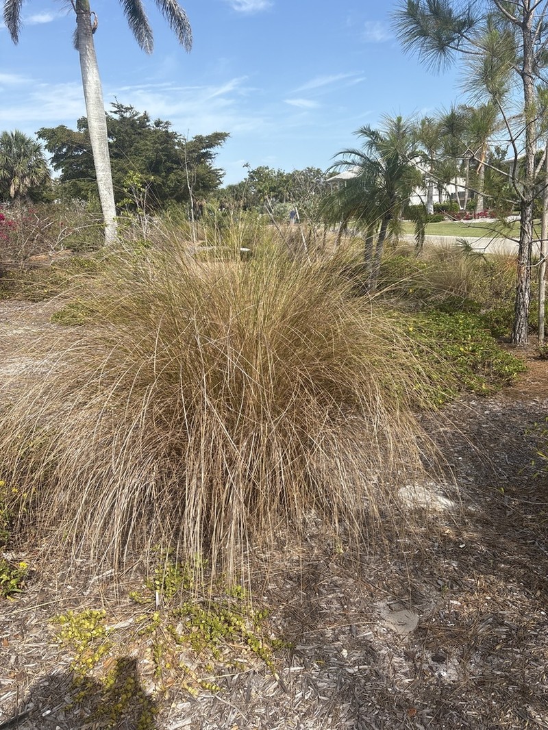 Sand Cordgrass photo 8