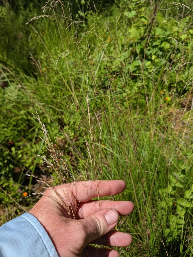 Pine Barren Sandreed