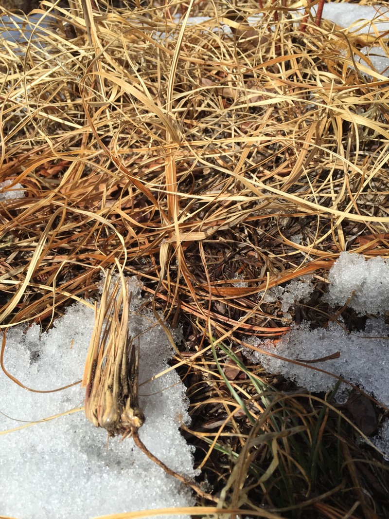 Pine Barren Sandreed photo 2