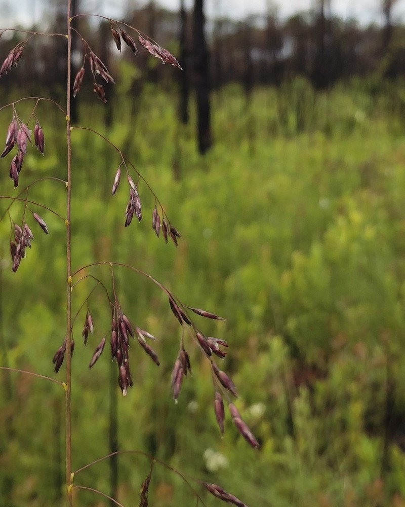 Pine Barren Sandreed photo 4