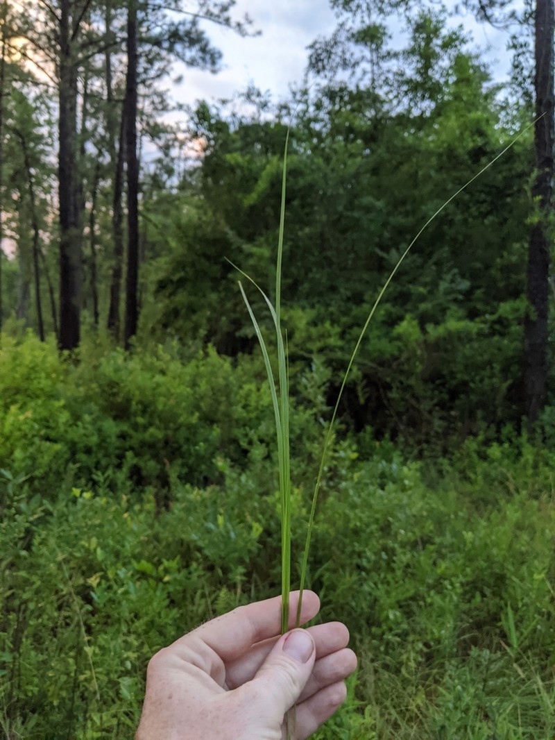 Pine Barren Sandreed photo 5