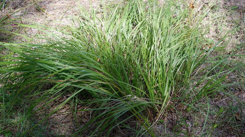 Pine Barren Sandreed photo 6