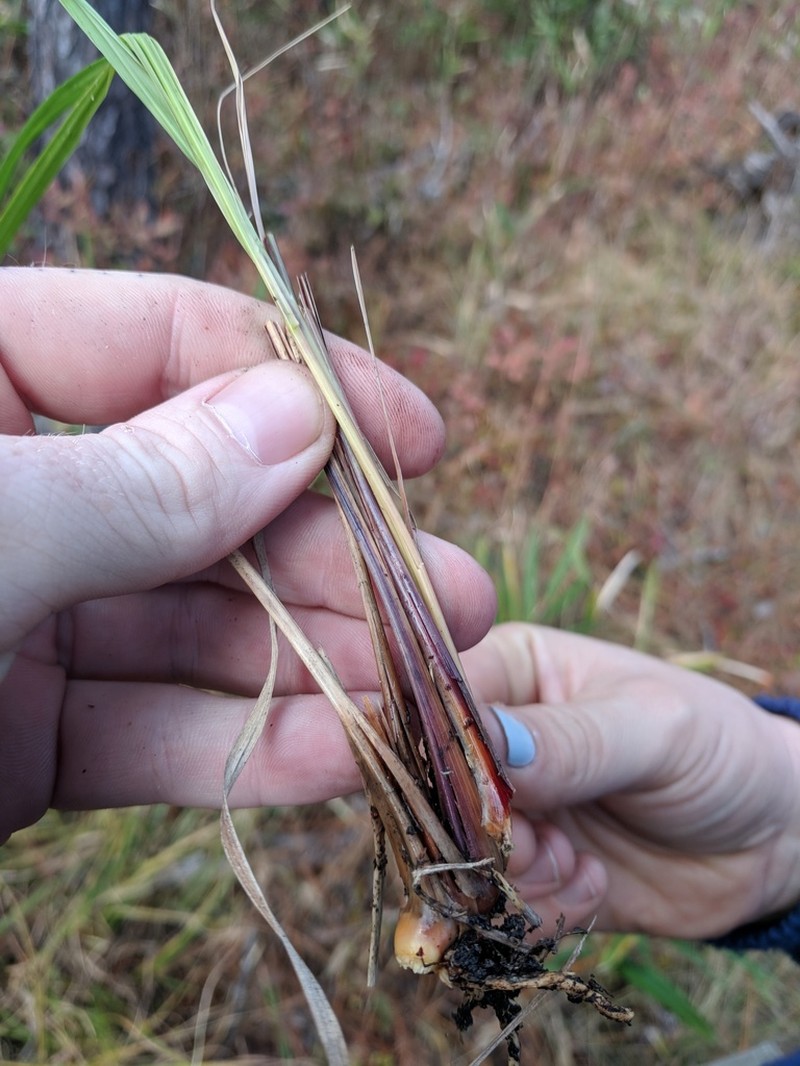 Pine Barren Sandreed photo 7
