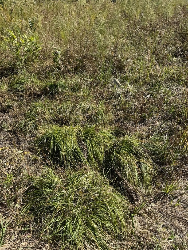 Pine Barren Sandreed photo 8