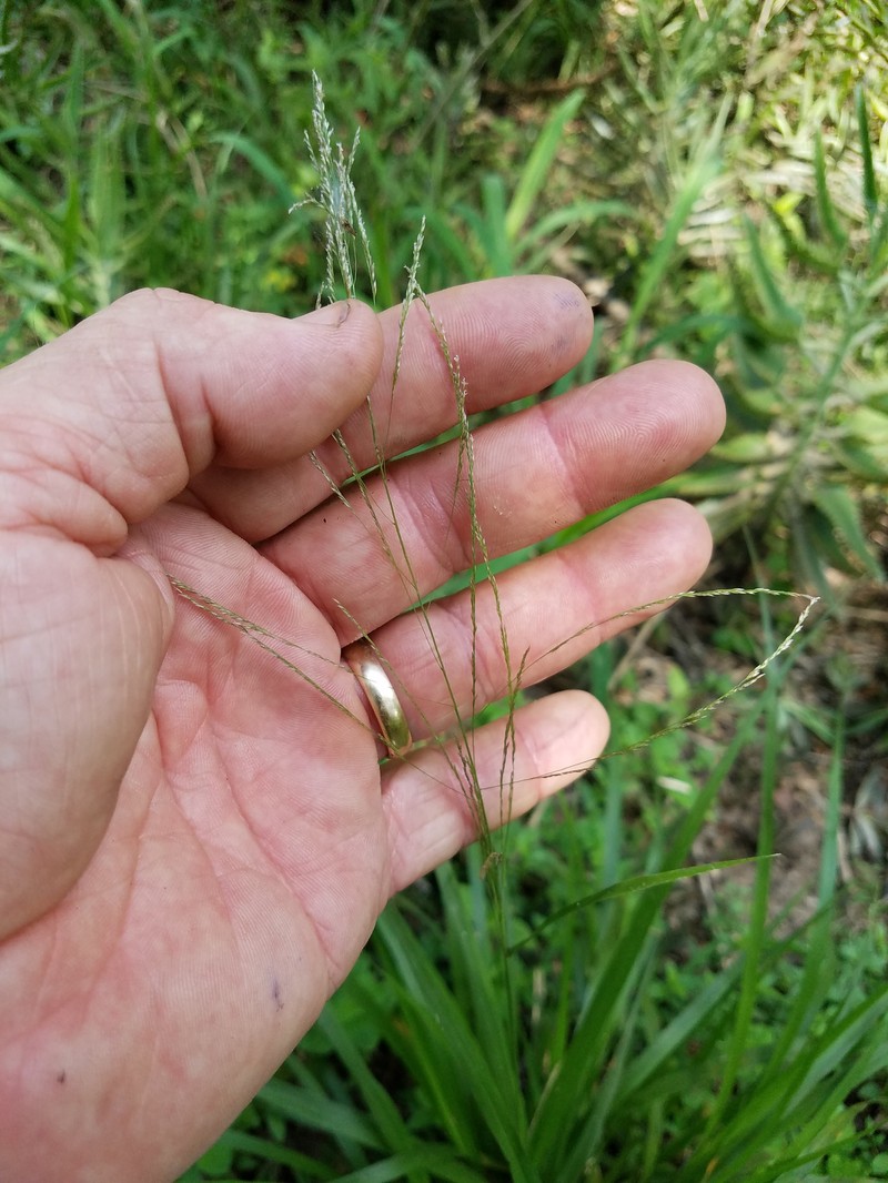 Buckley's Dropseed photo 2