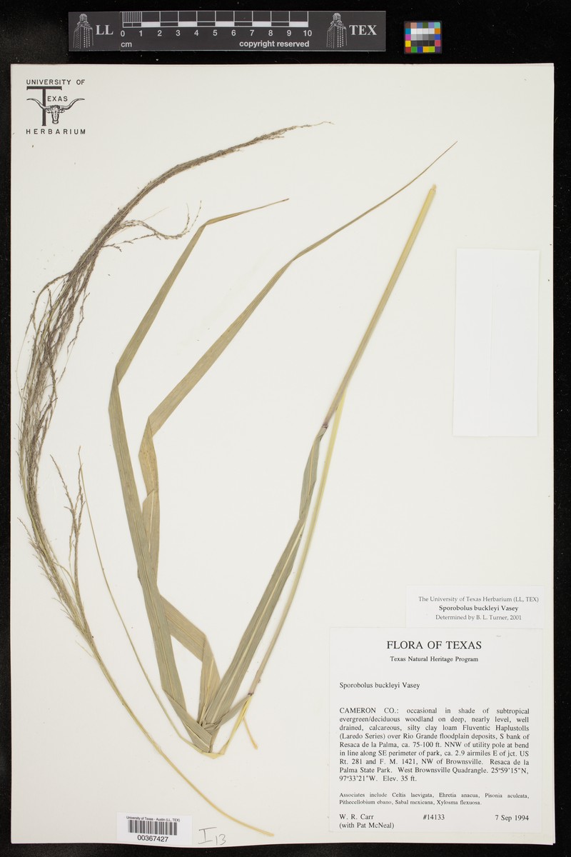 Buckley's Dropseed photo 3