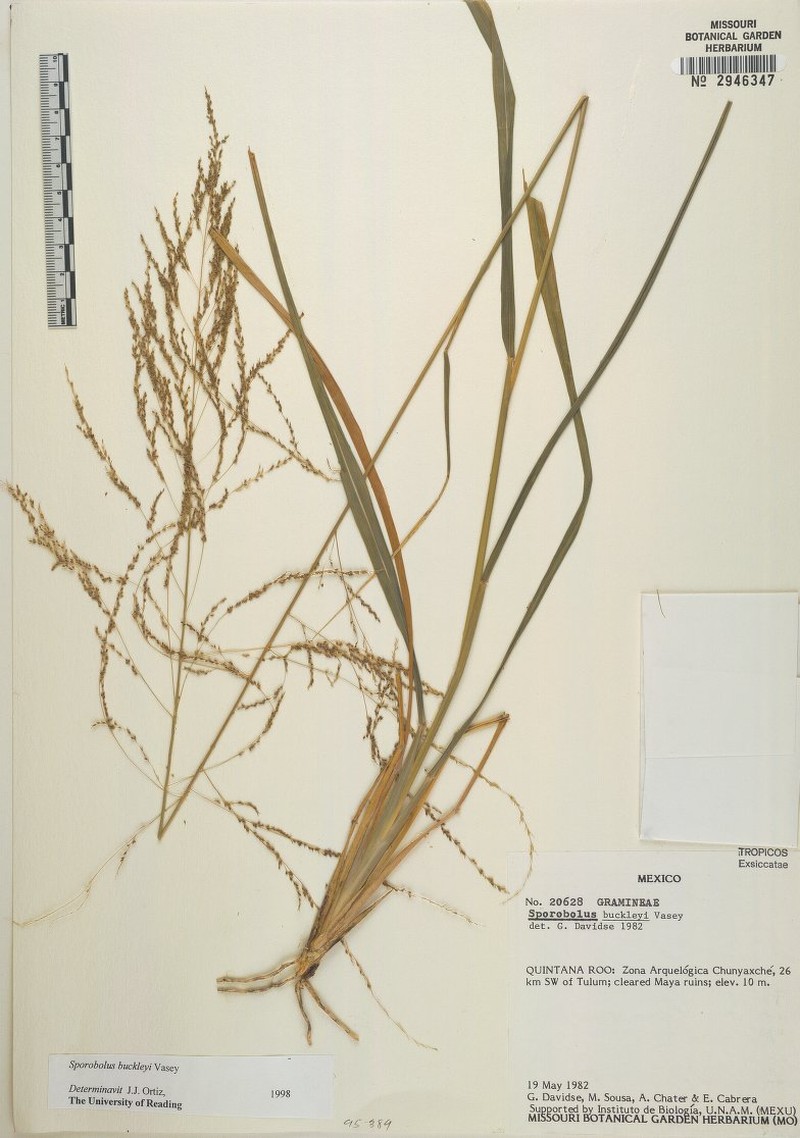 Buckley's Dropseed photo 4