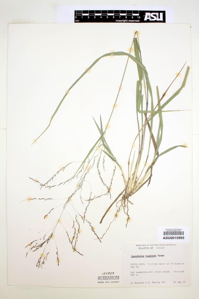 Buckley's Dropseed photo 5
