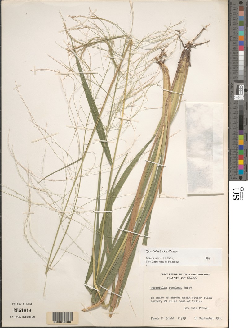 Buckley's Dropseed photo 6