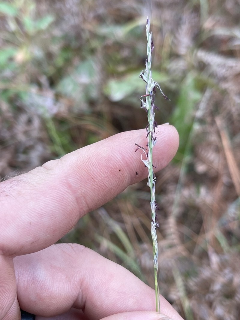 Rough Dropseed photo 4