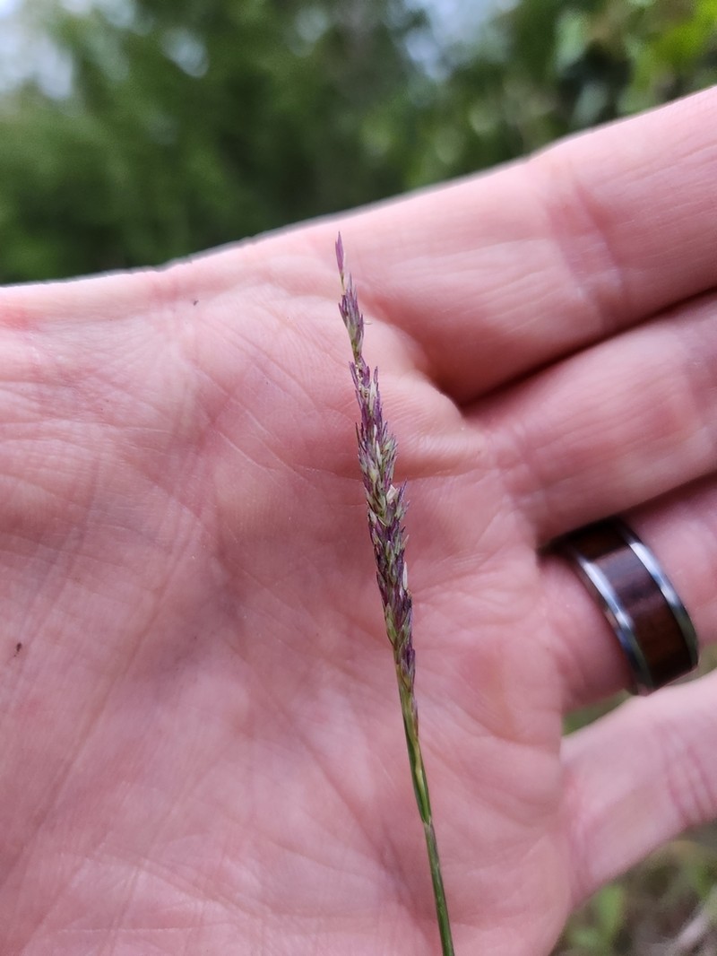 Rough Dropseed photo 5