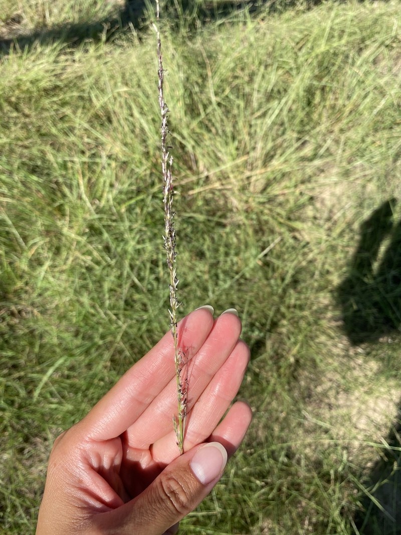 Rough Dropseed photo 6