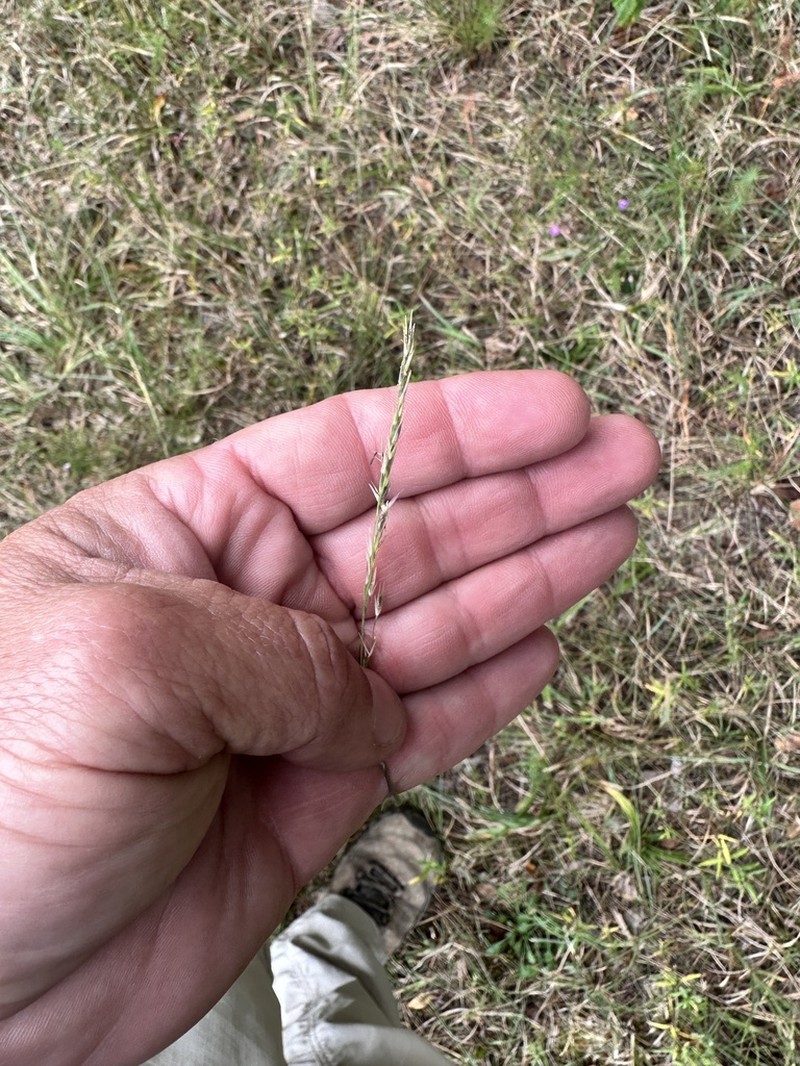 Rough Dropseed photo 7