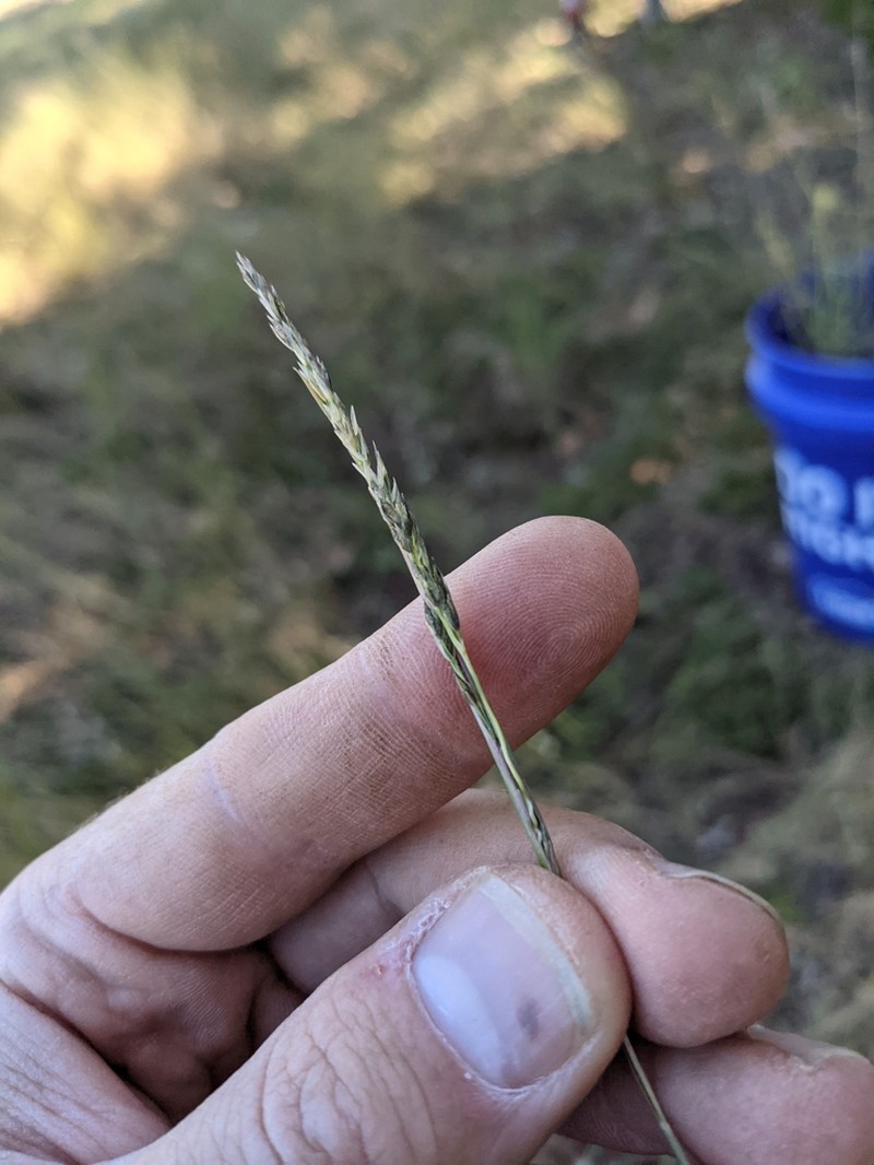 Rough Dropseed photo 8