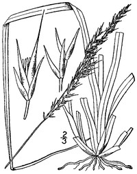 Rough Dropseed