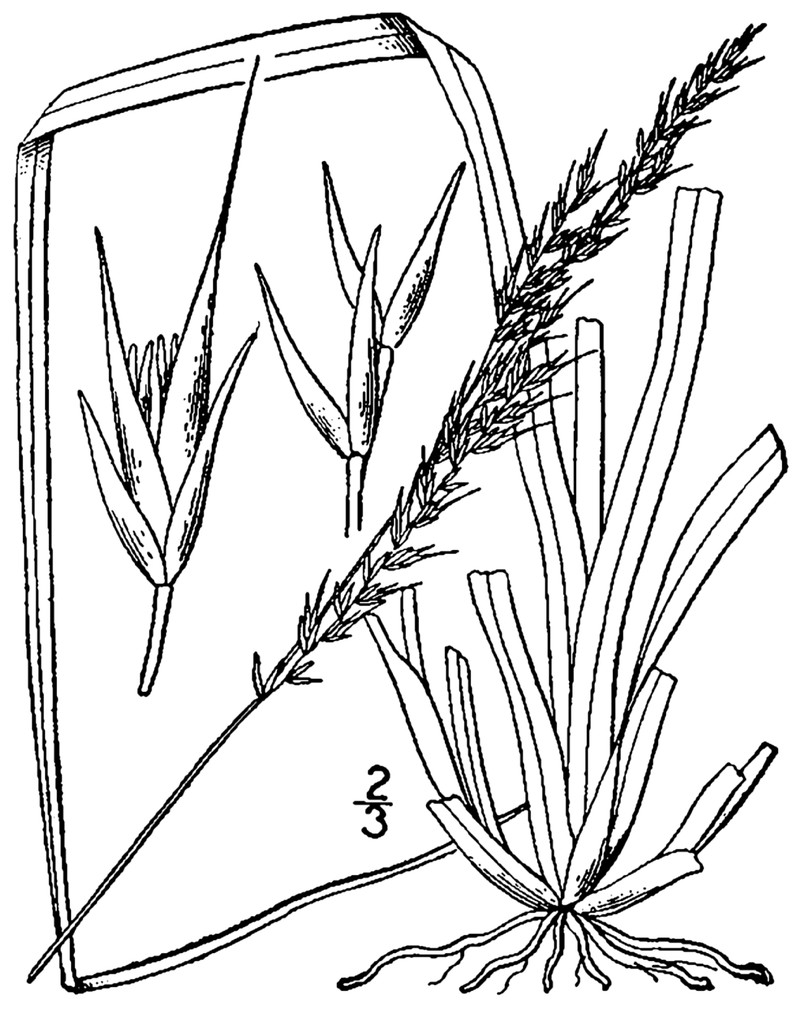 Rough Dropseed
