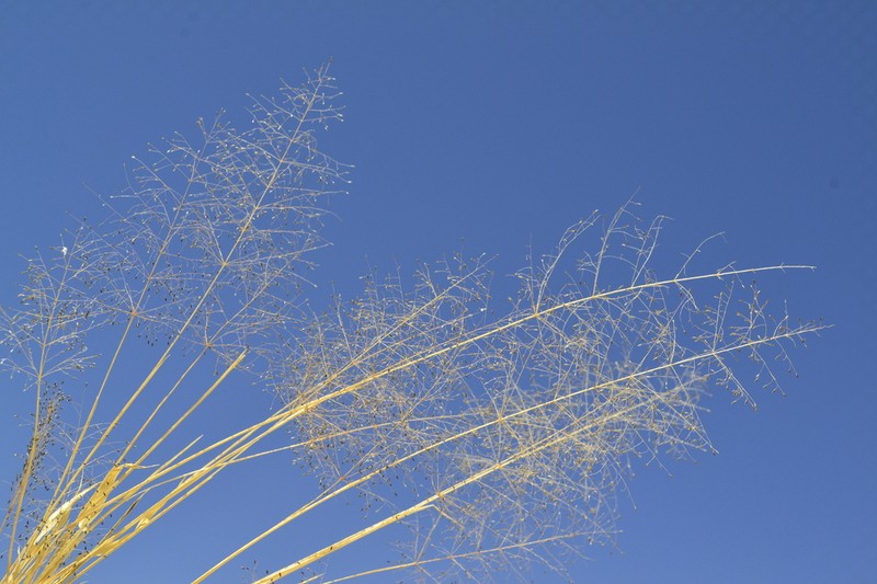 Sporobolus coahuilensis