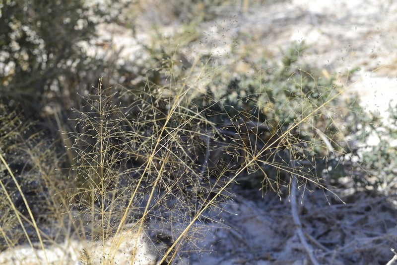 Sporobolus coahuilensis photo 2