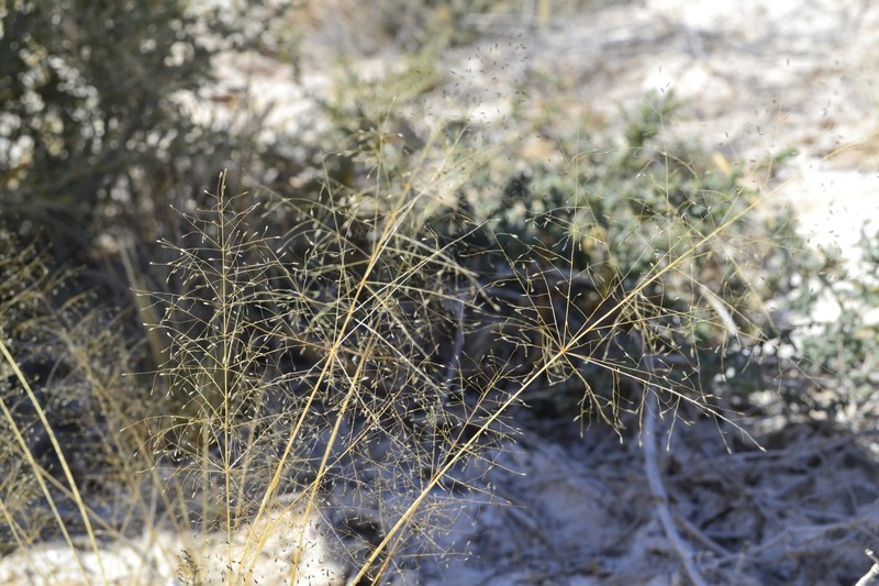 Sporobolus coahuilensis photo 4
