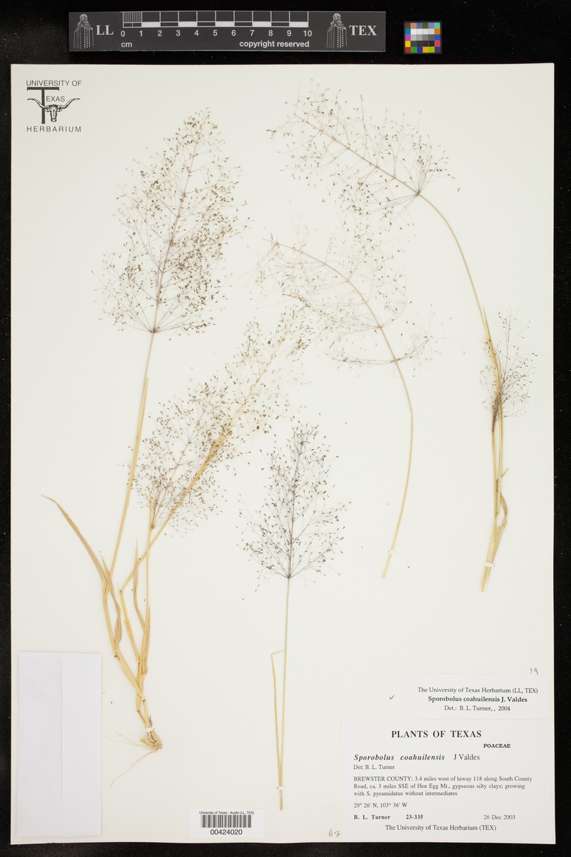 Sporobolus coahuilensis photo 5