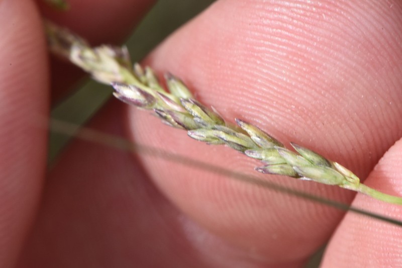 Composite Dropseed photo 2