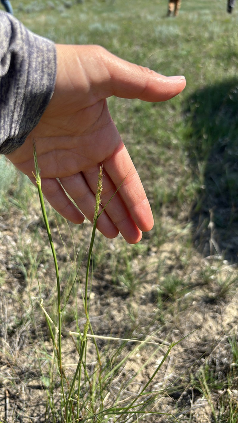 Composite Dropseed photo 3