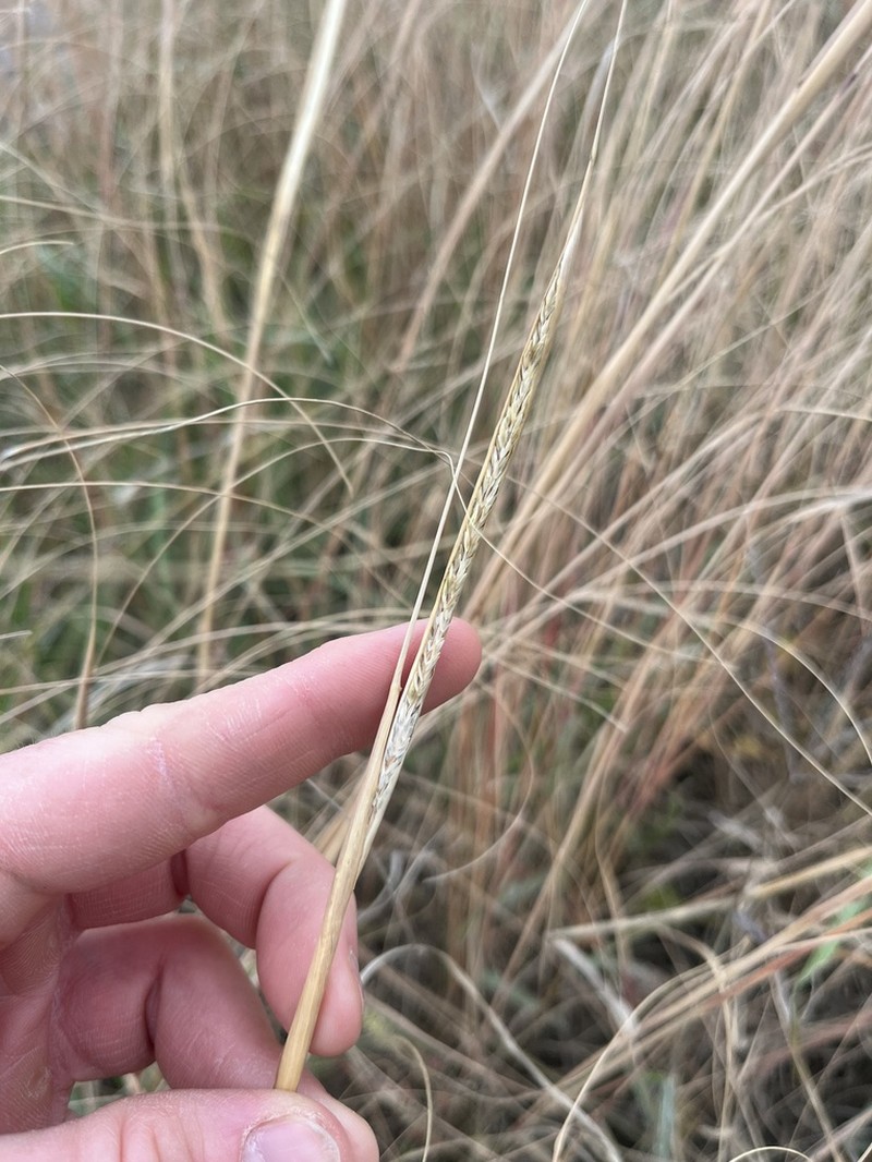 Composite Dropseed photo 4