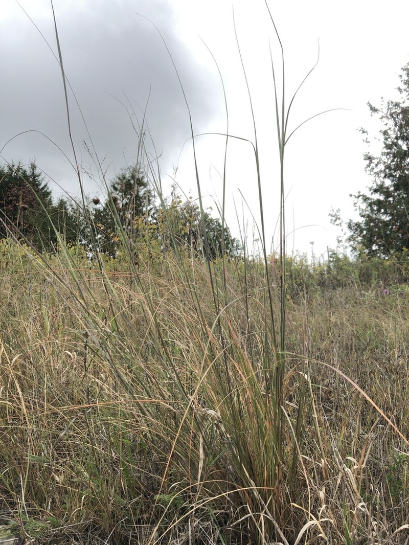 Composite Dropseed photo 5