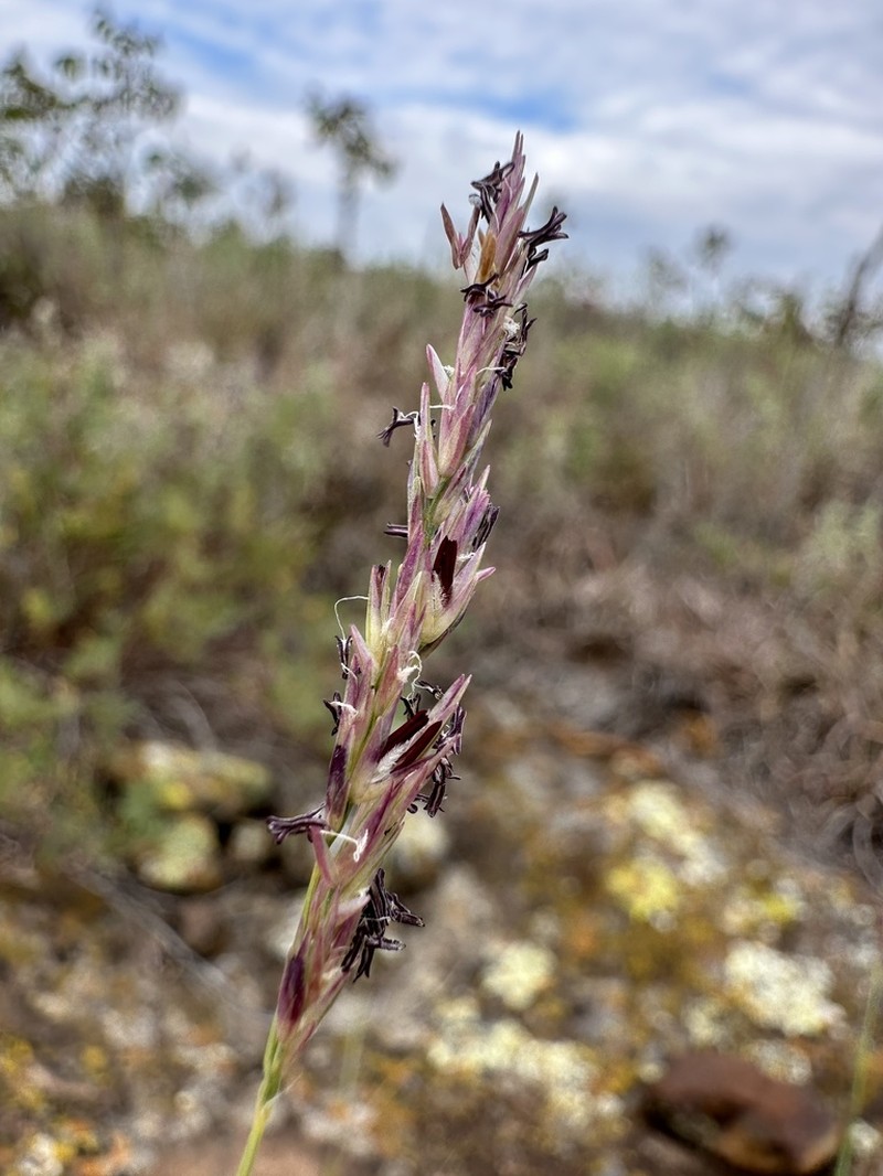 Composite Dropseed photo 6