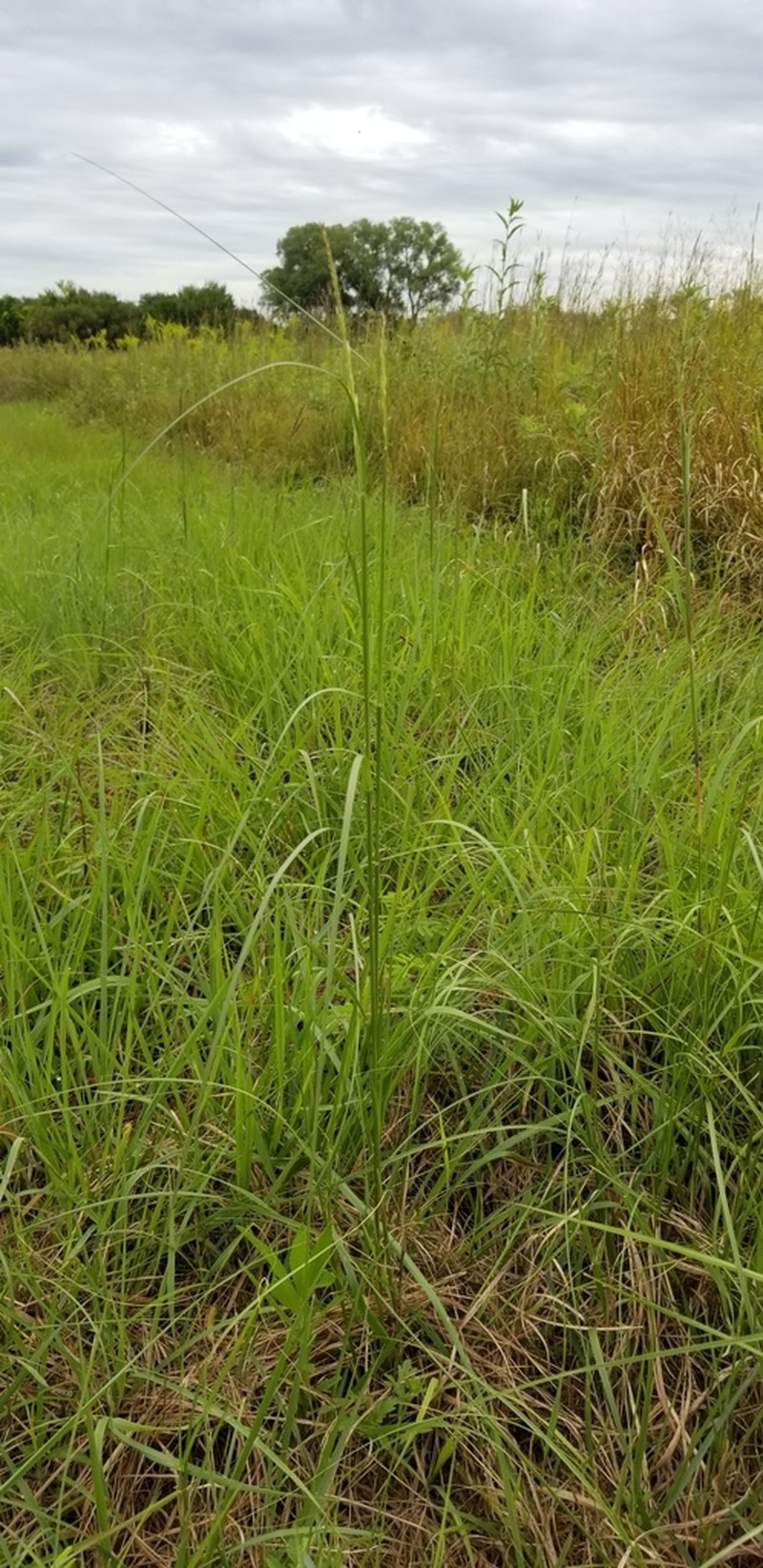 Composite Dropseed photo 7