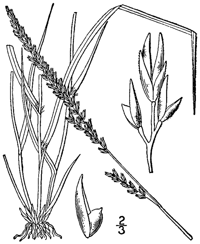 Composite Dropseed