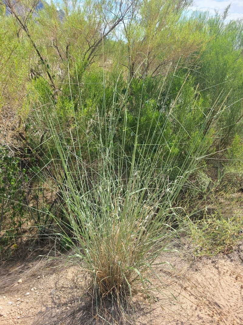 Spike Dropseed photo 3