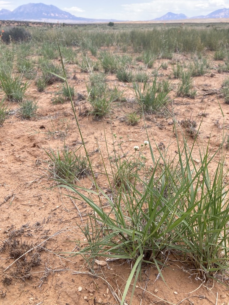 Spike Dropseed photo 4