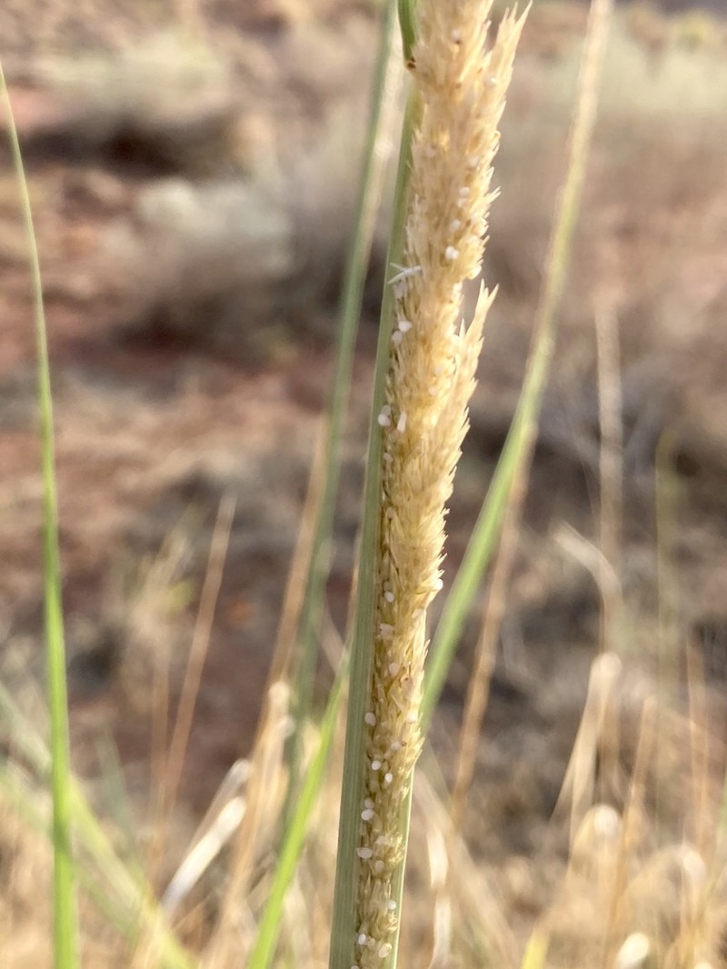 Spike Dropseed photo 5