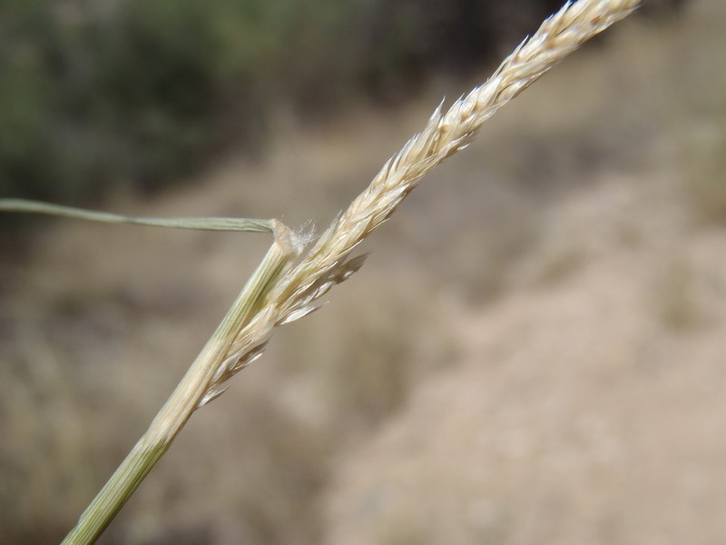 Spike Dropseed photo 6