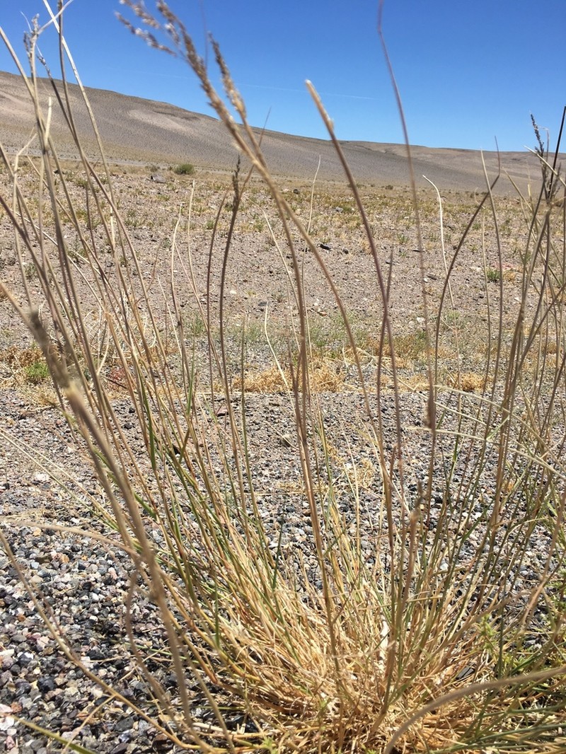 Spike Dropseed photo 7