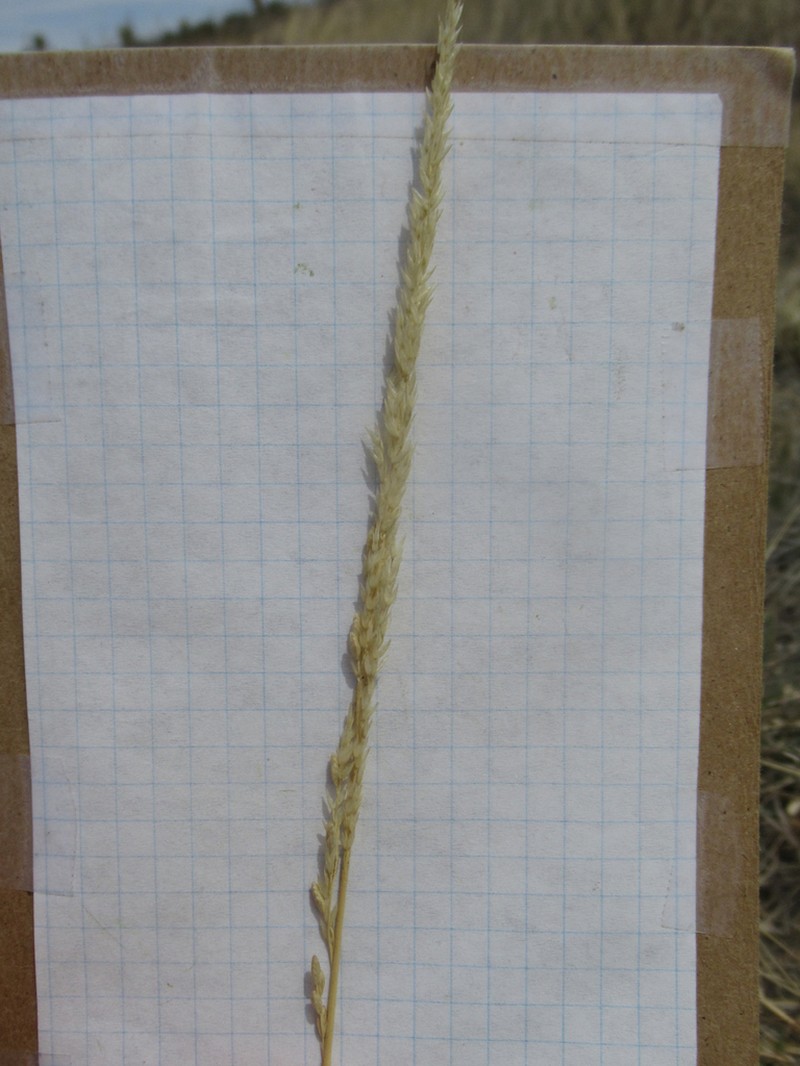 Spike Dropseed photo 8