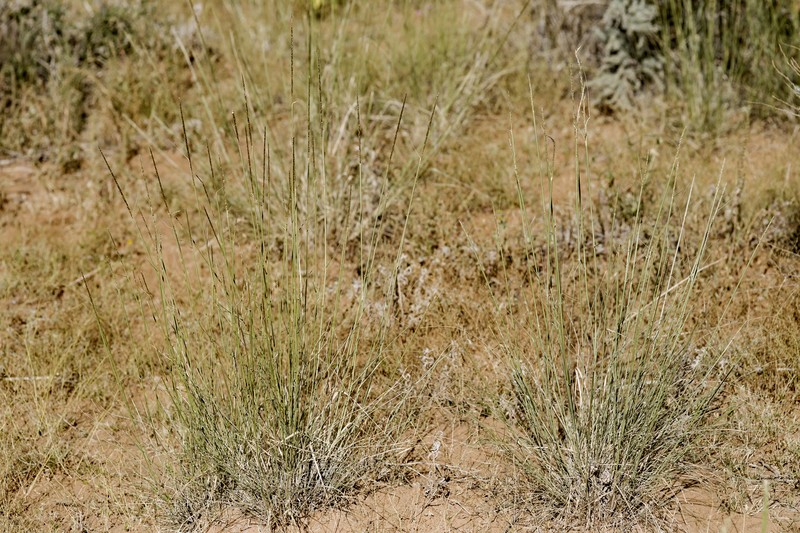 Spike Dropseed photo 4