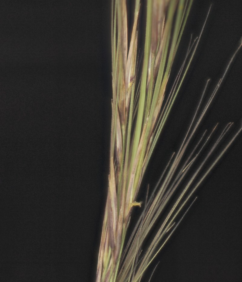 Spike Dropseed