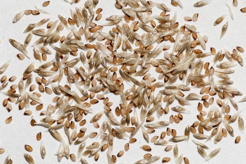 Spike Dropseed photo 2