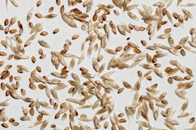 Spike Dropseed photo 3